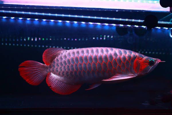 龍魚(yú)換水后多久可以喂食物 龍魚(yú)百科 第4張