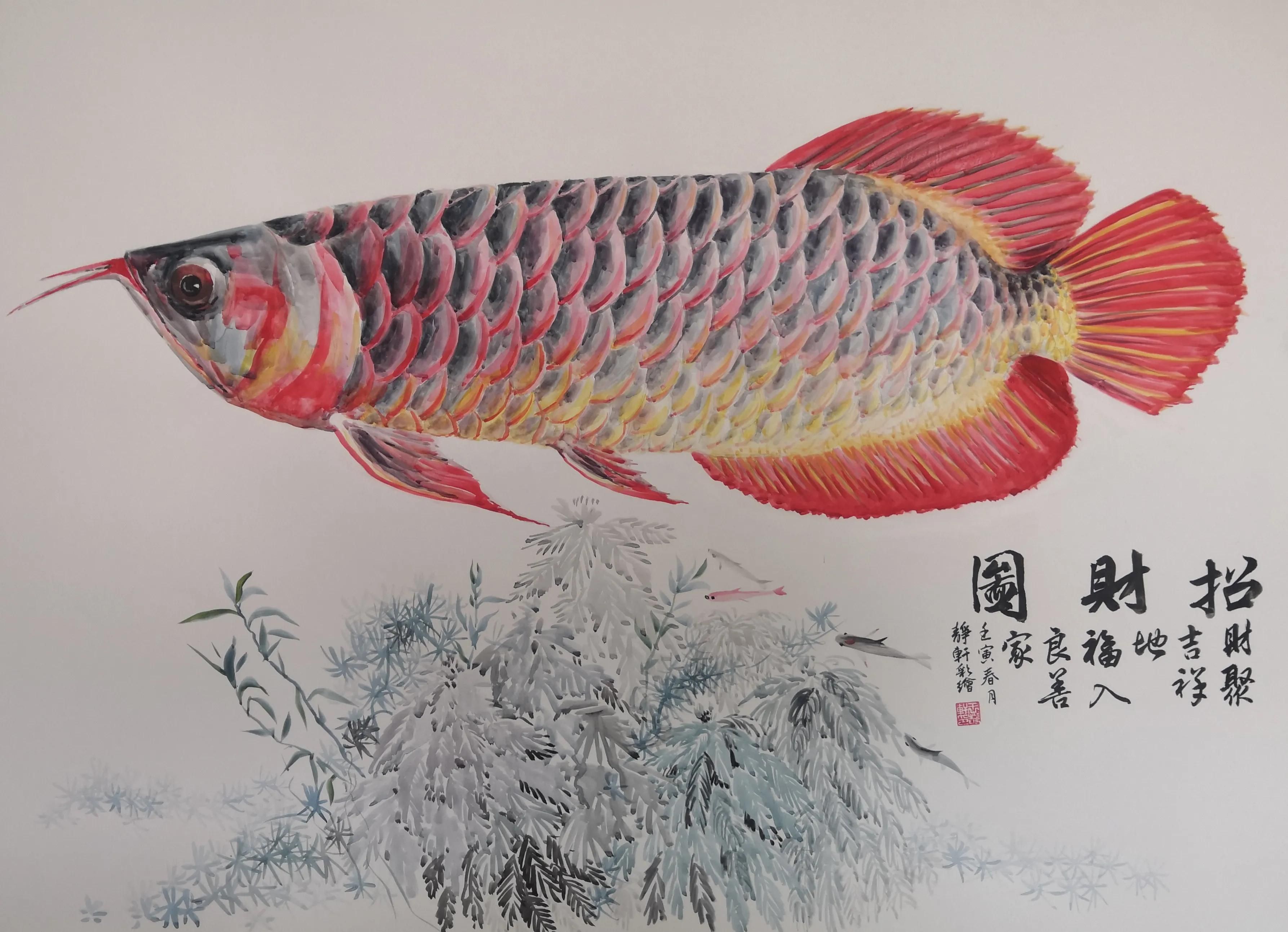 紅龍魚國(guó)畫，紅龍魚國(guó)畫的創(chuàng)作技法與吉祥寓意的關(guān)聯(lián)紅龍魚國(guó)畫 龍魚百科 第4張