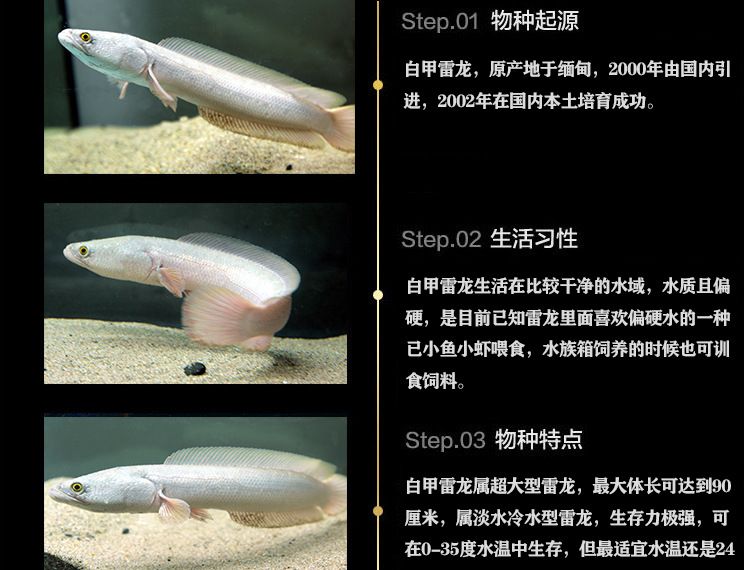 白化雷龍魚少不少見，白化雷龍魚市場價格 龍魚百科 第4張