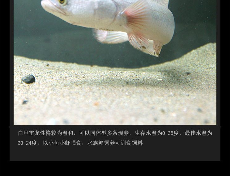 白化雷龍魚少不少見，白化雷龍魚市場價格 龍魚百科 第5張