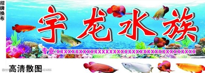 金龍魚招牌圖案，金龍魚招牌圖案在中國文化中是吉祥的象征 龍魚百科 第5張