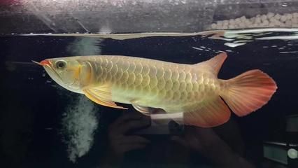 紅龍魚魚鰭上有黑砂怎么回事啊，紅龍魚魚鰭上出現(xiàn)黑砂可能是由多種因素引起的