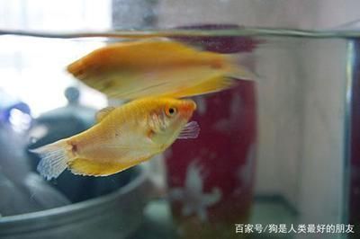 紅龍魚(yú)年齡怎么看好壞，如何判斷紅龍魚(yú)的年齡 龍魚(yú)百科 第3張