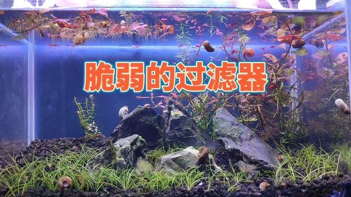 家庭魚缸過濾器要一直開著嗎，家庭魚缸過濾器是否需要一直開啟