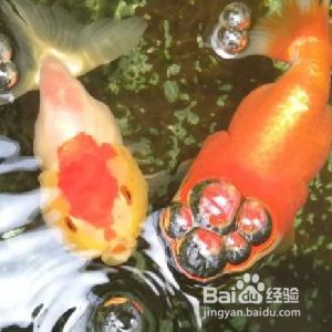 魚缸養(yǎng)魚用什么水養(yǎng)最好小金魚需要照明燈嗎，金魚適宜水溫范圍如何自制魚缸中和液金魚對(duì)光照周期需求指南