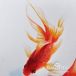 魚缸養(yǎng)魚用什么水養(yǎng)最好小金魚需要照明燈嗎，金魚適宜水溫范圍如何自制魚缸中和液金魚對光照周期需求指南