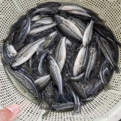 金龍魚喂活食好還是飼料好一點(diǎn)，金龍魚喂活食好還是喂活食好