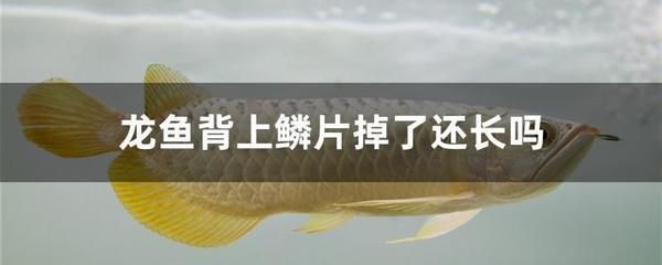 關于龍魚的文案，觀賞魚中的佼佼者 龍魚百科 第3張