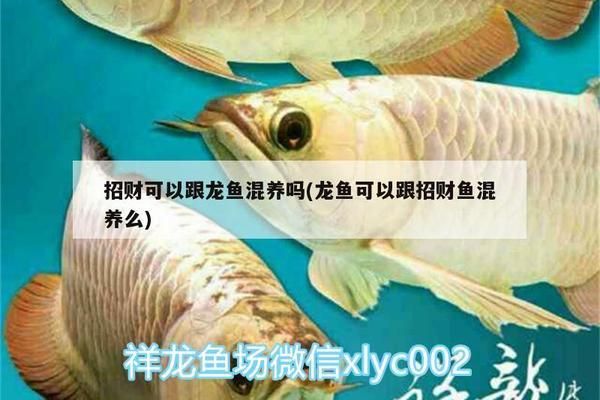 黑云魚繁殖期飼料選擇，黑云魚繁殖期飼料選擇指南