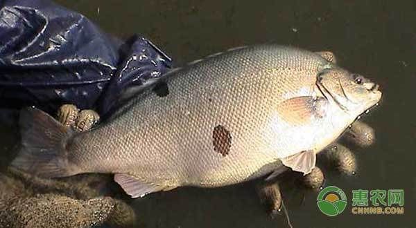 六角龍魚生存溫度， 水族問答