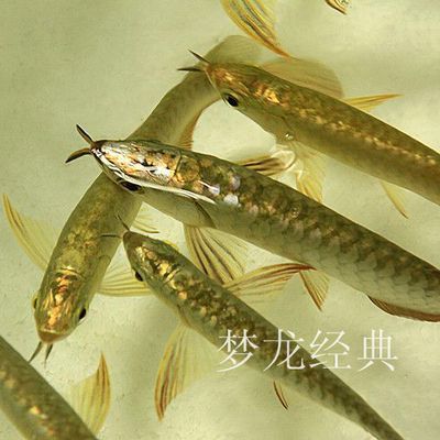 如何查龍魚芯片真?zhèn)尾樵兙W(wǎng)站，龍魚芯片查詢操作指南，無芯片龍魚購買注意事項 龍魚百科 第4張