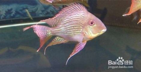 武漢進口元寶鳳凰魚，武漢水族市場特色魚類介紹