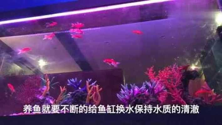 魚缸不用換水的設(shè)備叫什么，免換水魚缸的過濾系統(tǒng) 龍魚百科 第4張