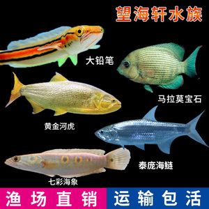 馬拉莫寶石魚，馬拉莫寶石魚最佳伴侶魚種