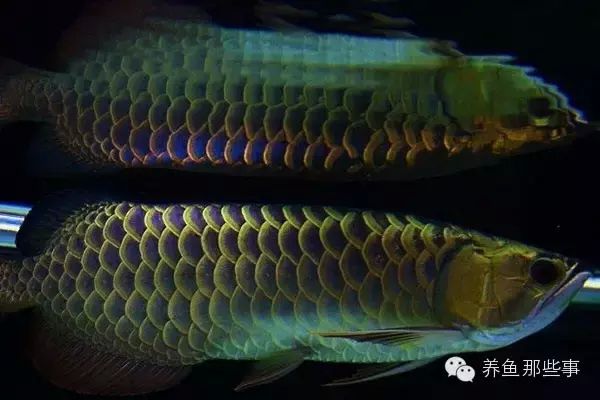 過背金龍魚幼魚辨別圖，如何鑒別過背金龍魚幼魚