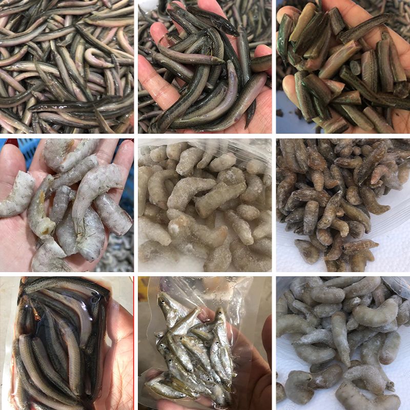 龍魚可以喂魚飼料嗎，龍魚可以喂魚飼料 龍魚百科 第4張