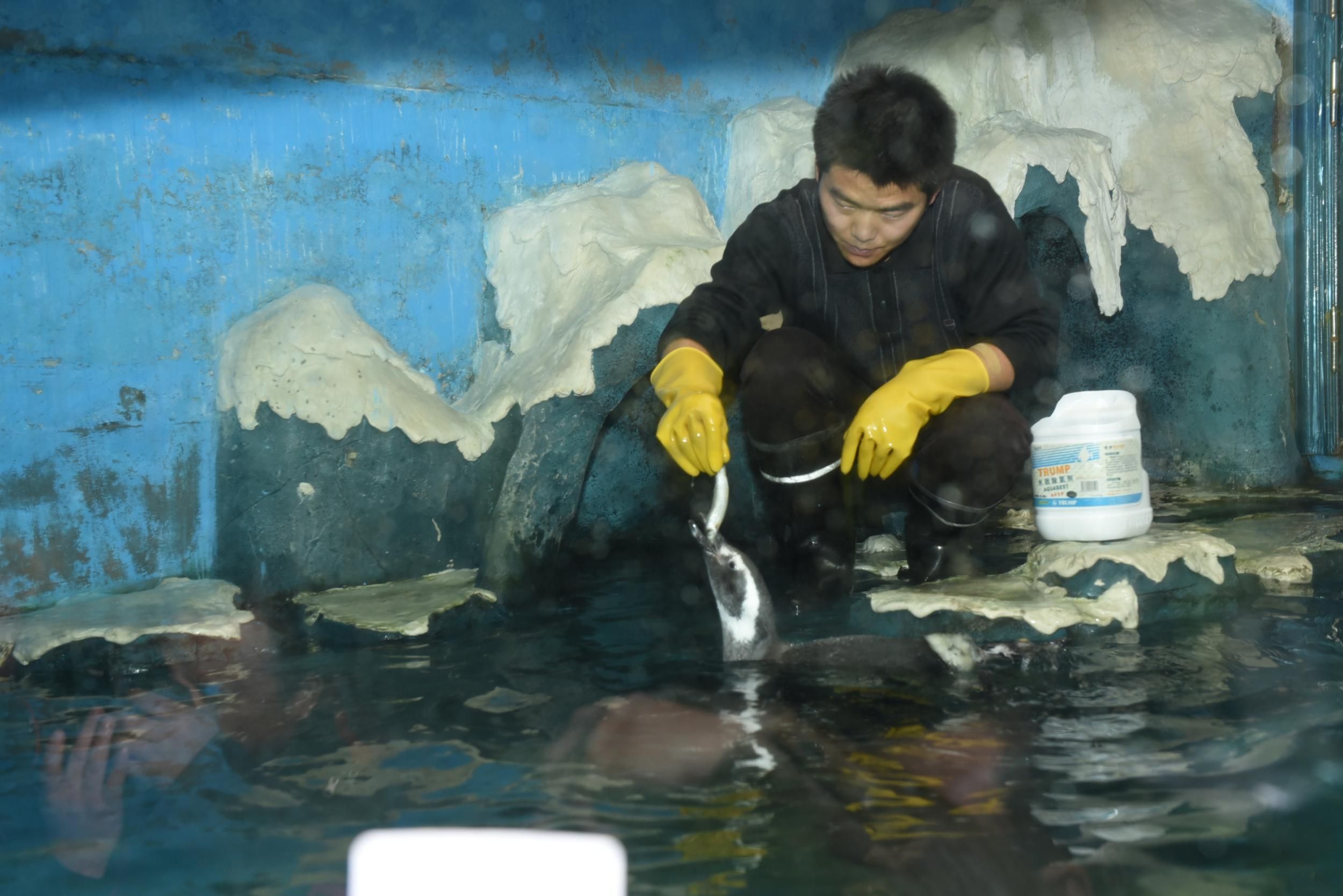 沈陽進口元寶鳳凰魚，元寶鳳凰魚的飼養(yǎng)技巧 元寶鳳凰魚百科 第2張