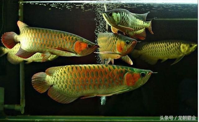 龍魚(yú)里什么品種最貴 龍魚(yú)百科 第2張