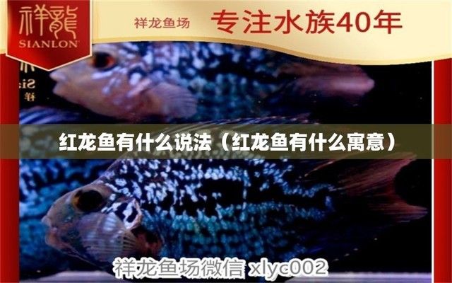 紅龍魚的含義和象征，紅龍魚在中國文化中的地位 龍魚百科 第3張