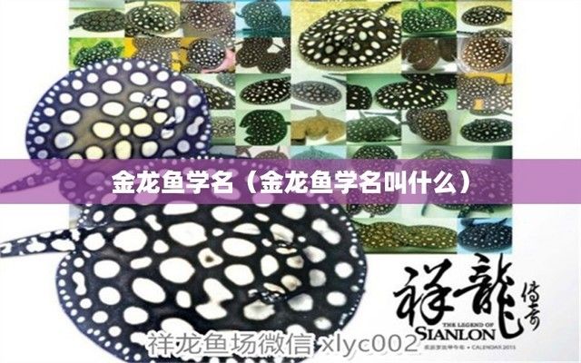 金龍魚學(xué)名叫什么名字， 龍魚百科 第5張