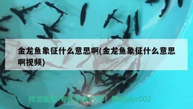 金龍魚古典是什么意思，古典金龍魚古典與現(xiàn)代設(shè)計(jì)融合案例,古典金龍魚品種鑒賞指南