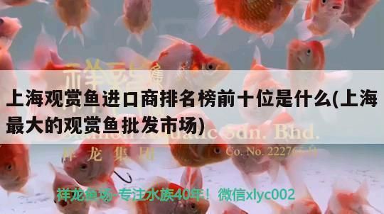 白化銀龍魚怎么弄的，白化銀龍魚水質(zhì)管理要點(diǎn)白化銀龍魚飼料選擇指南 龍魚百科 第4張