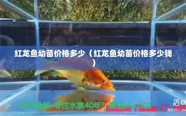 紅龍魚幼苗一般多少錢一只，紅龍魚幼苗養(yǎng)殖技巧紅龍魚幼苗選購指南 龍魚百科 第4張