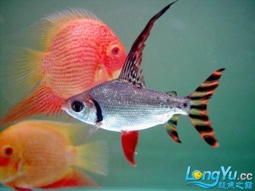 龍魚(yú)跟什么魚(yú)混養(yǎng)，龍魚(yú)與其他魚(yú)類(lèi)混養(yǎng)的風(fēng)險(xiǎn)與注意事項(xiàng)四個(gè)方面進(jìn)行探討 龍魚(yú)百科 第5張