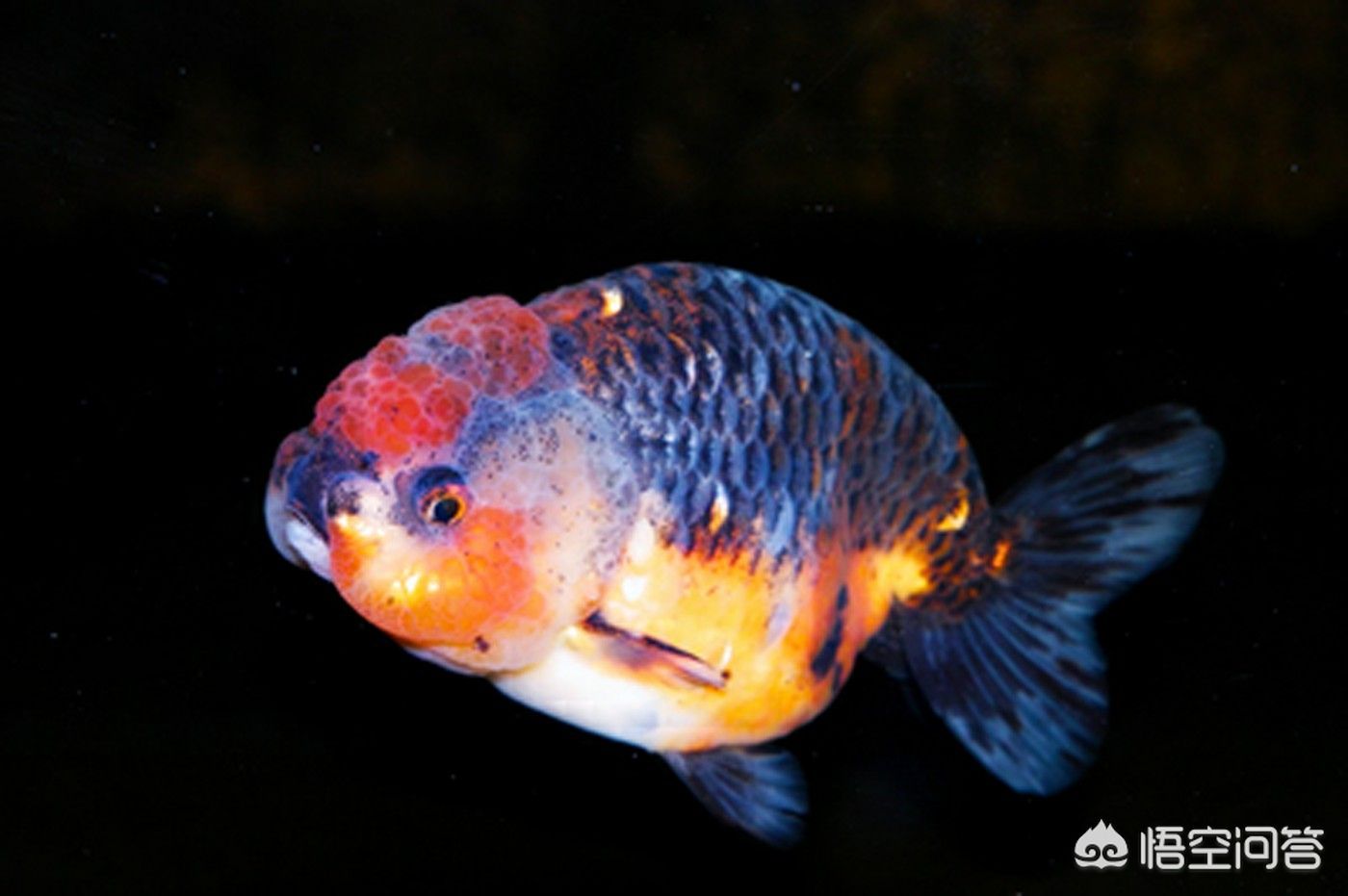 紅龍魚喂什么飼料好，**紅龍魚飼養(yǎng)以顆粒飼料為主