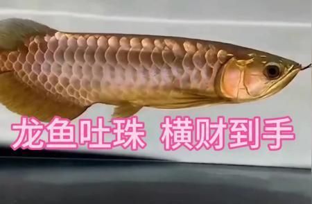 各種龍魚的寓意和象征意義，龍魚的寓意和象征意義