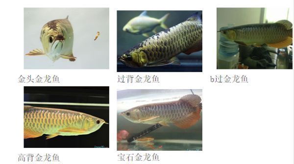 金龍魚的品相怎么看真假，如何辨別金龍魚的好壞 龍魚百科 第2張