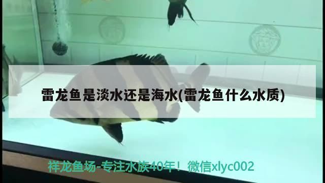 淡水雷龍魚可以養(yǎng)嗎有毒嗎，淡水雷龍魚可以養(yǎng)嗎 龍魚百科 第2張