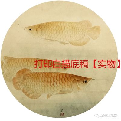 工筆金龍魚底稿，工筆金龍魚底稿是一種傳統(tǒng)的中國(guó)畫技法 龍魚百科 第3張