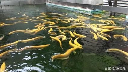 廣州大型龍魚漁場地址，廣州大型龍魚漁場 龍魚百科 第5張