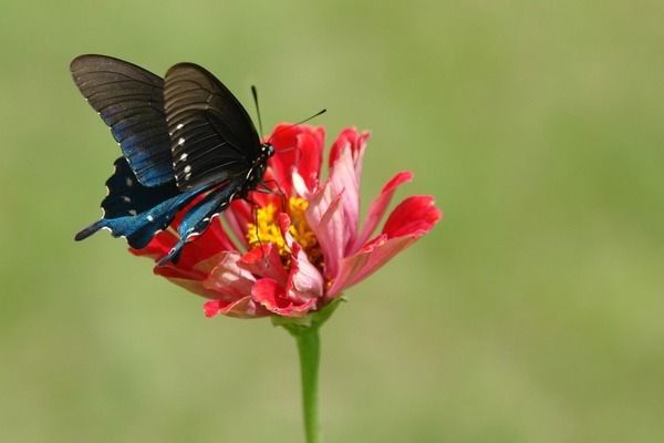 短身紅龍魚養(yǎng)殖風(fēng)水禁忌，養(yǎng)殖短身紅龍魚時(shí)需注意風(fēng)水禁忌和風(fēng)水禁忌 龍魚百科 第5張