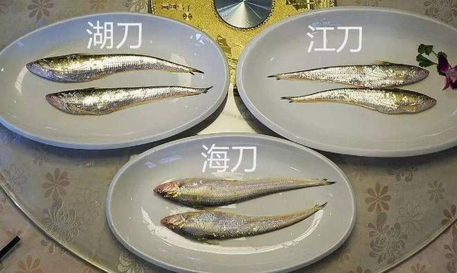 龍魚不吃魚糧，關(guān)于龍魚不吃魚糧的問題