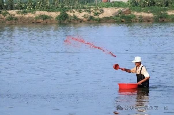 龍魚藥浴，關(guān)于龍魚藥浴的注意事項和步驟