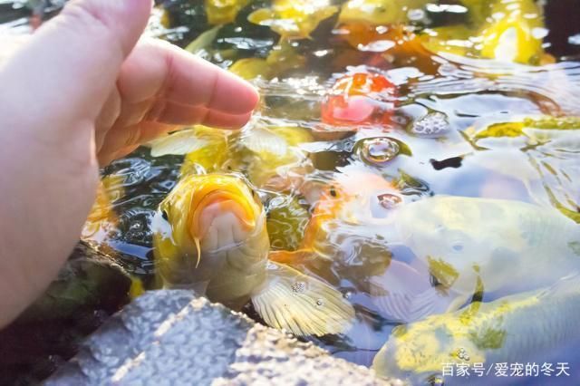 寶雞龍魚(yú)缸專賣店在哪里， 水族問(wèn)答