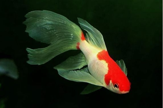 家庭養(yǎng)魚(yú)的魚(yú)缸，家庭養(yǎng)魚(yú)魚(yú)缸風(fēng)水?dāng)[放的最佳位置如何維護(hù)魚(yú)缸水質(zhì)清潔 龍魚(yú)百科 第5張