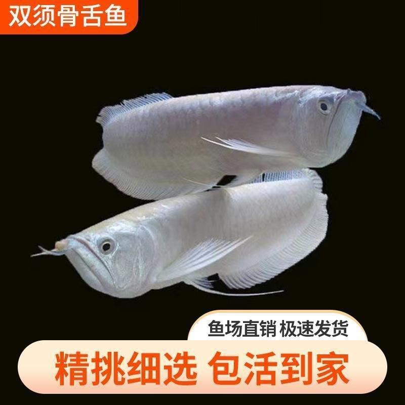 黃化銀龍魚能長(zhǎng)多大，黃化銀龍魚在野外環(huán)境下可以長(zhǎng)到120-130厘米