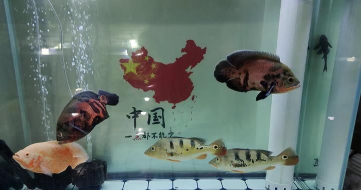 玉金龍魚圖片大全欣賞，玉金龍魚在水族箱中通常需要多少空間飼養(yǎng)玉金龍魚需要注意哪些要點(diǎn)