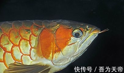 紅龍魚長得快不快呢，如何判斷紅龍魚的生長速度 龍魚百科 第5張