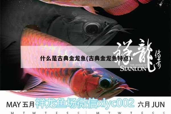 古典龍魚是什么品種的魚啊，古典龍魚與現(xiàn)代金龍魚的區(qū)別,古典龍魚的飼養(yǎng)技巧 龍魚百科 第2張