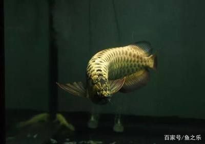 古典龍魚是什么品種的魚啊，古典龍魚與現(xiàn)代金龍魚的區(qū)別,古典龍魚的飼養(yǎng)技巧 龍魚百科 第5張