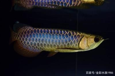 藍(lán)底金龍魚用什么燈最好，藍(lán)底金龍魚適合使用**超光燈或藍(lán)光燈 龍魚百科 第3張