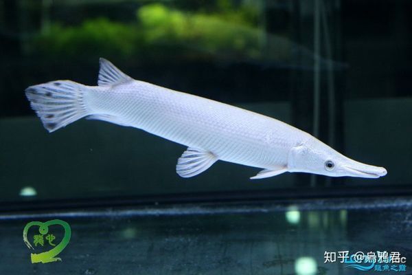 白化火箭魚高端品種介紹，白化火箭魚的市場價格趨勢 龍魚百科 第4張