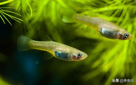 魚缸多久喂食，魚缸喂食過(guò)多的危害如何判斷魚是否吃飽不同季節(jié)魚缸喂食過(guò)多的危害 龍魚百科 第4張