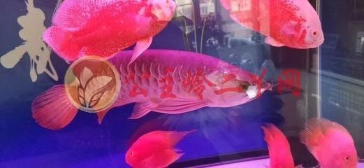 高背金龍魚發(fā)色的特征有哪些，**高背金龍魚發(fā)色特征 龍魚百科 第5張