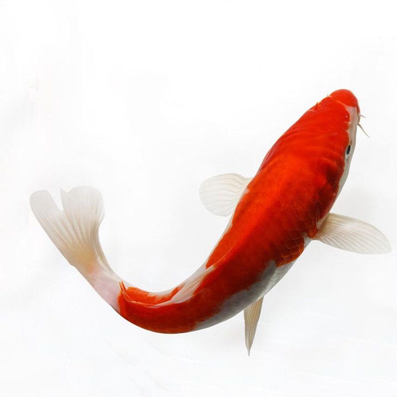 紅白錦鯉魚，養(yǎng)殖紅白錦鯉魚需要注意以下幾點養(yǎng)殖紅白錦鯉魚需要注意 龍魚百科 第4張