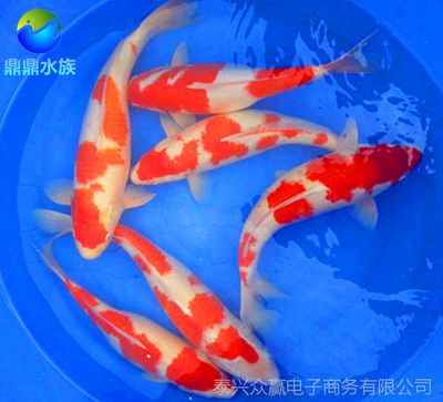 紅白錦鯉魚(yú)，養(yǎng)殖紅白錦鯉魚(yú)需要注意以下幾點(diǎn)養(yǎng)殖紅白錦鯉魚(yú)需要注意